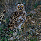 Coruja-do-nabal ...Short-eared Owl
