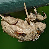 Dog-day cicada (nymph exoskeleton)