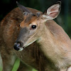 White-tailed deer, yearling buck