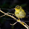 Willow Warbler