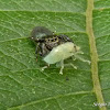 Jumping spider with leafhopper nymph