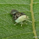 Jumping spider with leafhopper nymph