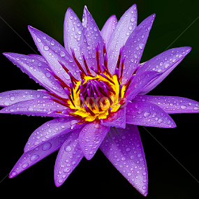 by Germzki Hitch Cardenas - Flowers Single Flower