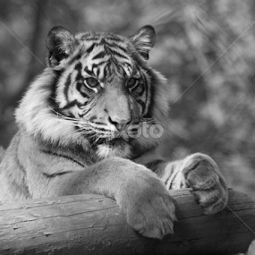 Surya by Miriam Haas - Animals Lions, Tigers & Big Cats