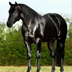 Horse Wallpapers 1.0.0