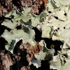 Greenshield Lichen