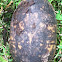 Common musk turtle shells