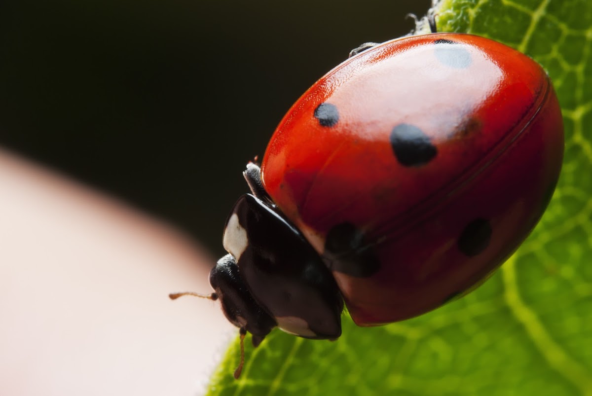 Seven-spotted Ladybug