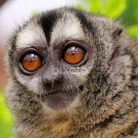 Douroucouli Monkey by Ralph Harvey - Animals Other Mammals