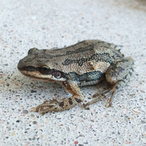Western Chorus Frog Project Noah