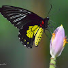 Golden Birdwing