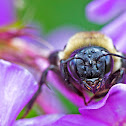 Carpenter Bee (face view)