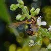 Leafcutting bee