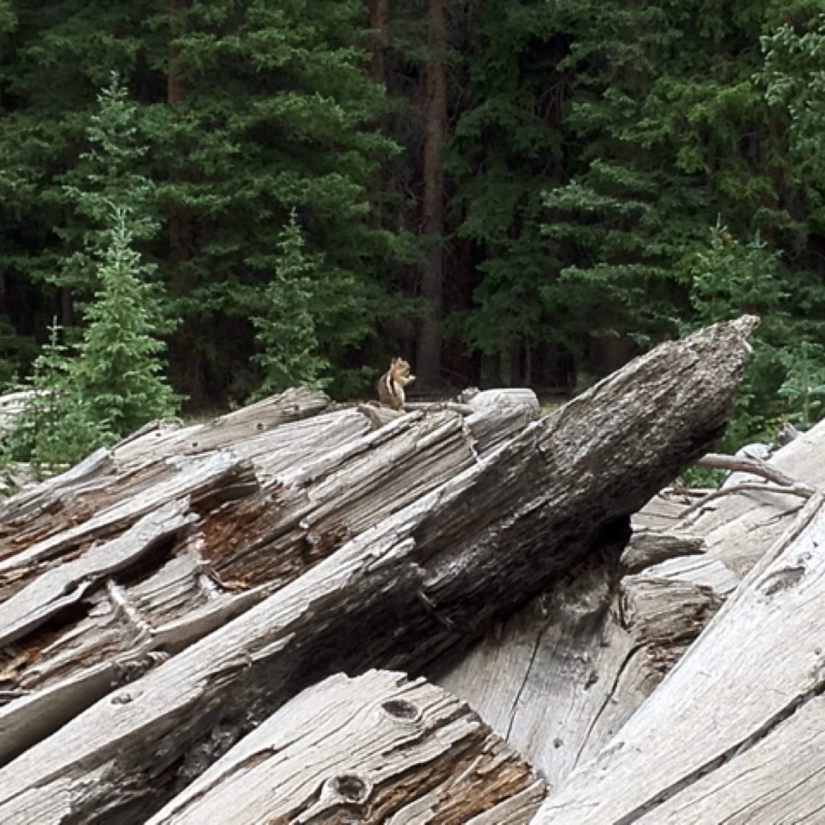 Golden-mantled ground squirrel