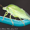 Southern Green Stink Bug