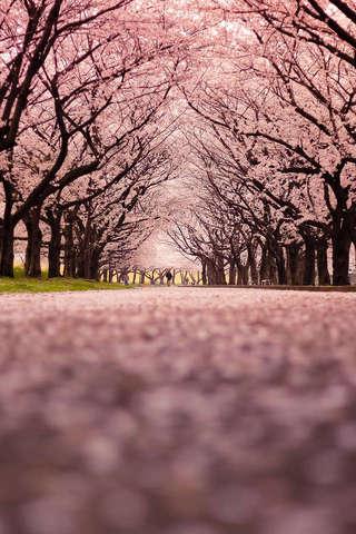 Cherry blossom Puzzle