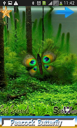 Peacock Butterfly poster 8