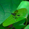 Pelecinid wasp