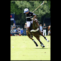 Polo illustrated logo