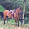 Caballo / horse