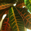 variegated croton