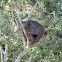 Hamerkop's nest