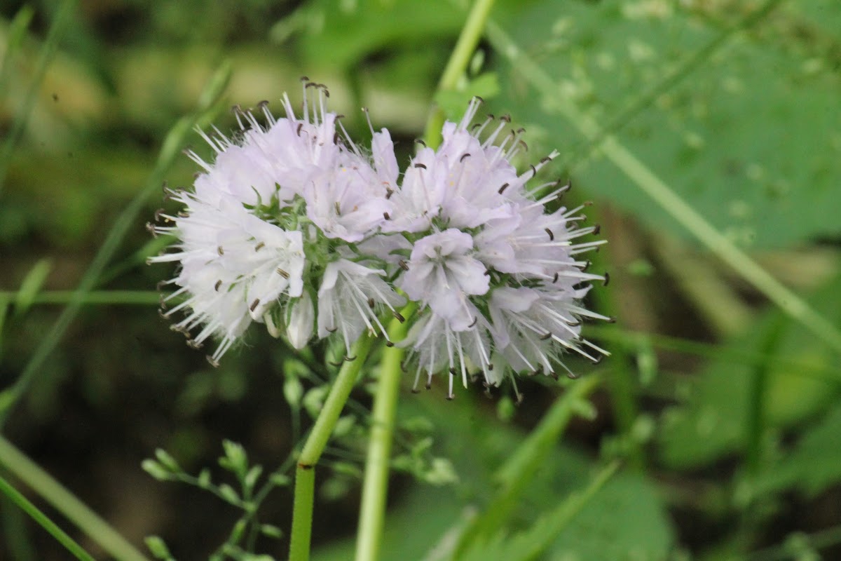 Virginia Waterleaf