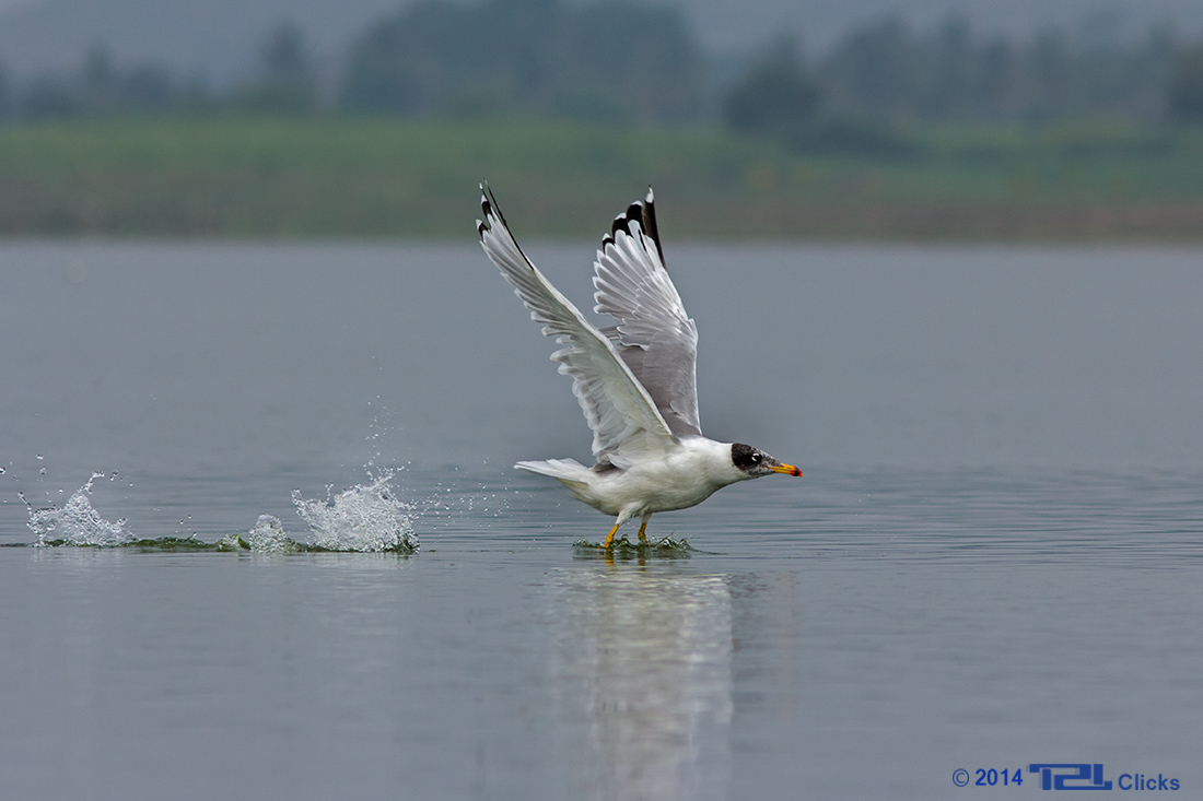 Pallas's gull