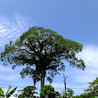 ceiba tree