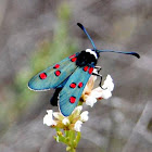 Wasp moth zygaena. Polilla zygaena