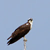 Eastern Osprey