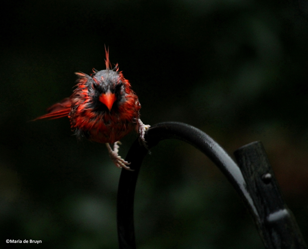 Northern cardinal, male molting