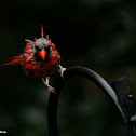 Northern cardinal, male molting