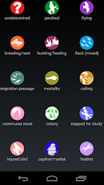 African Raptor Observations poster 3