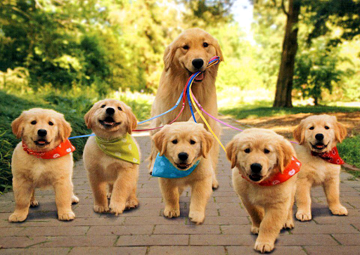 無料个人化AppのCute Puppy Pictures|記事Game
