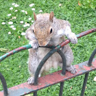 Grey squirrel