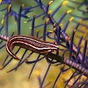Two-line/Double-line Clingfish