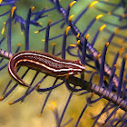 Two-line/Double-line Clingfish
