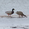 Mallard duck pair