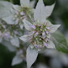 Southern Mountainmint
