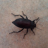 Desert stink beetle