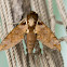 Hawk-moth