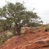 Colorado Pinyon Pine