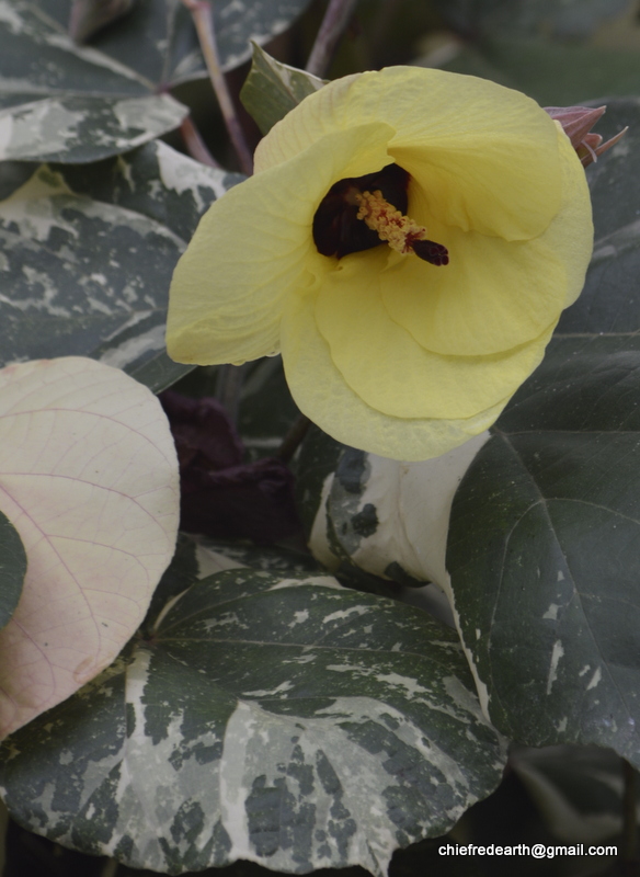 Mahoe Tricolor, Variegated Sea Hibiscus