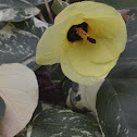 Mahoe Tricolor, Variegated Sea Hibiscus