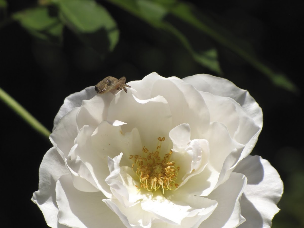 Asian House Gecko on White Rose