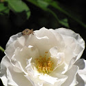 Asian House Gecko on White Rose