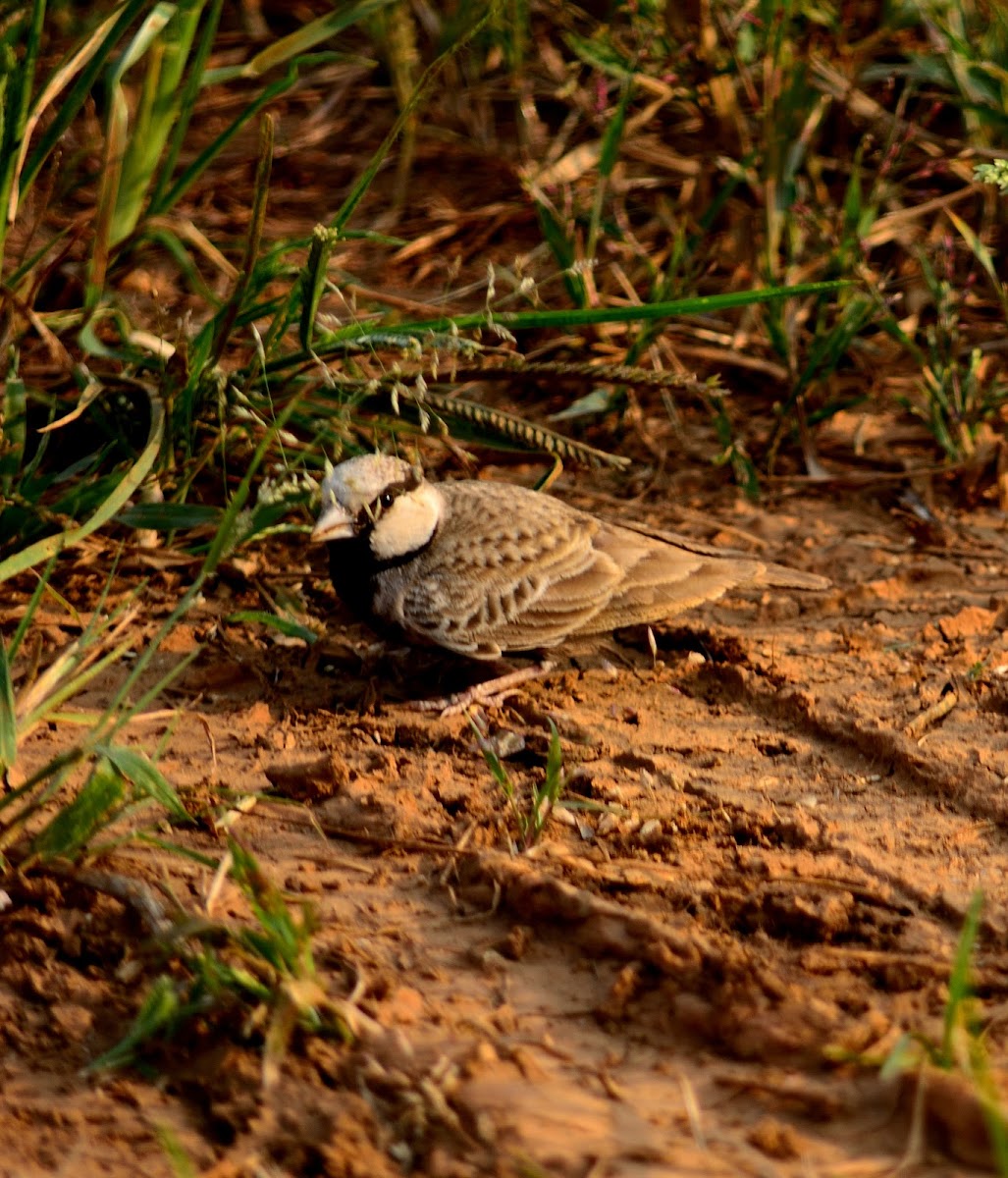 Ashy-crowned sparrow-lark
