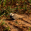 Ashy-crowned sparrow-lark