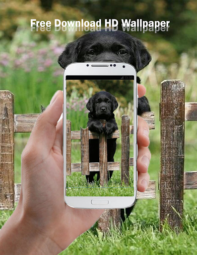 免費下載個人化APP|拉布拉多高清壁纸 app開箱文|APP開箱王